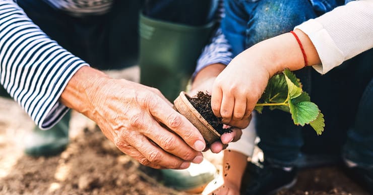 Zoom sur les mains d'un homme âgé et d'une petite fille en train de jardinier