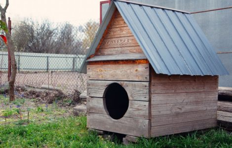 Grande niche en bois dans la cour