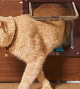 Un chat jaune passant par la chatière