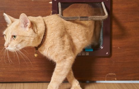 Un chat jaune passant par la chatière