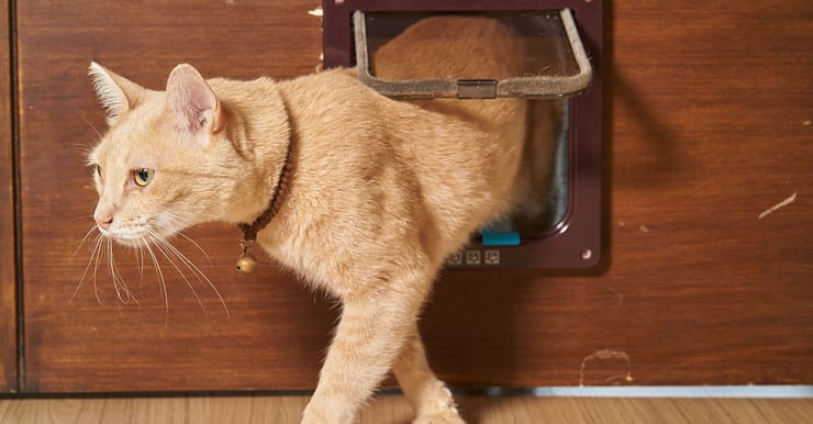 Un chat jaune passant par la chatière