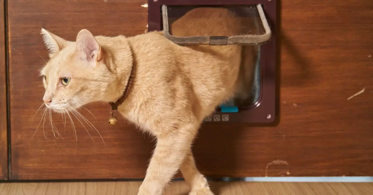 Un chat jaune passant par la chatière