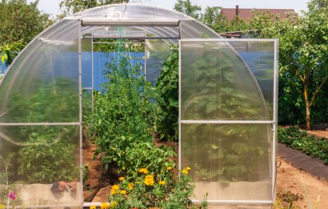 Vue sur une serre de jardin avec des plantes vertes et des fleurs jaunes