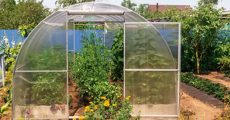 Vue sur une serre de jardin avec des plantes vertes et des fleurs jaunes