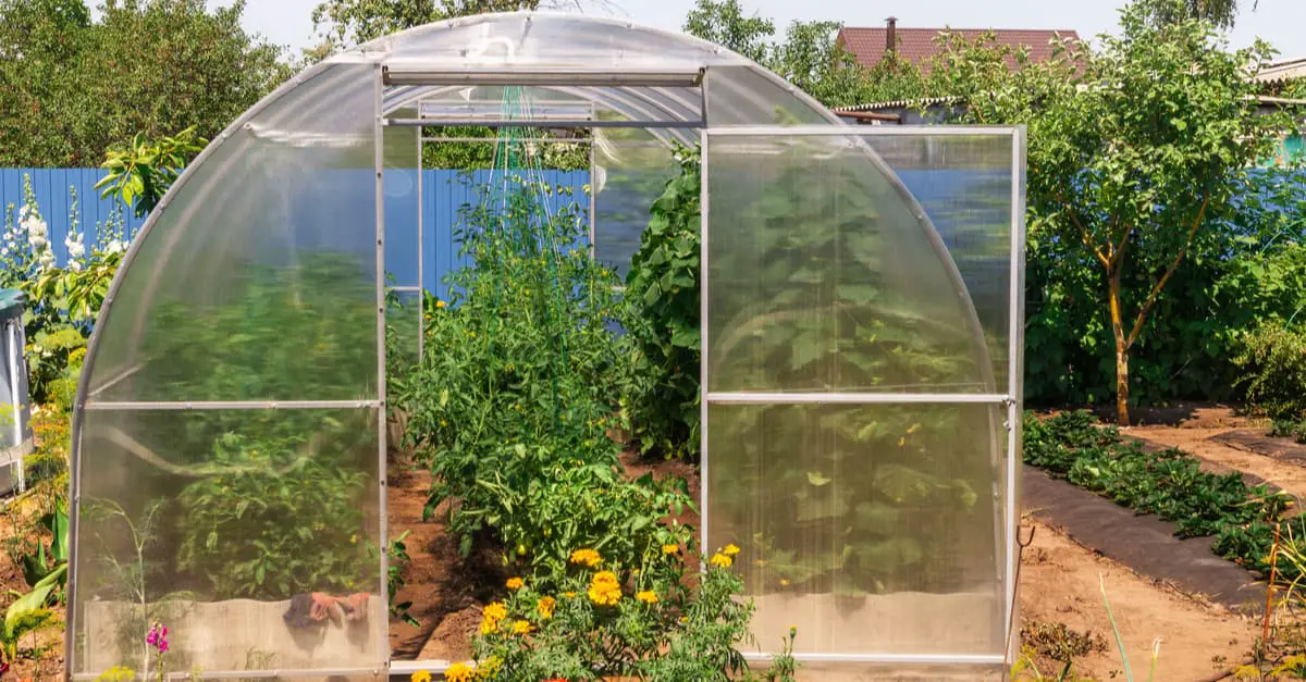Vue sur une serre de jardin avec des plantes vertes et des fleurs jaunes