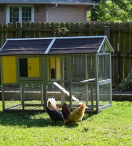 Des poules qui se nourrissent dans la cour, à côté d’un poulailler