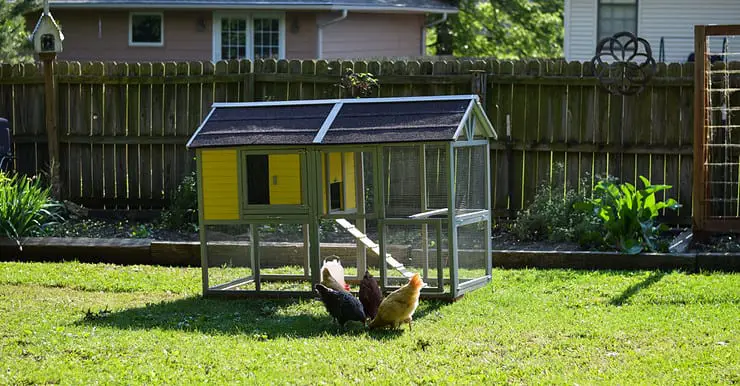 Des poules qui se nourrissent dans la cour, à côté d’un poulailler
