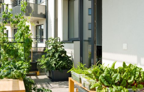 Un potager sur un balcon d’un appartement