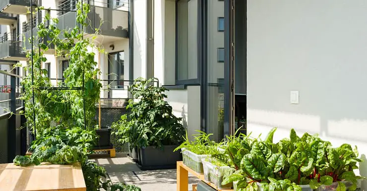 Un potager sur un balcon d’un appartement