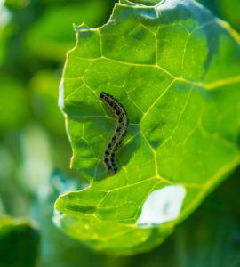 Des larves mangent des feuilles de chou