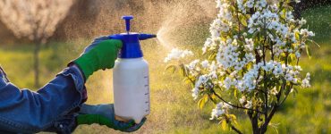 Un homme en gants bleus et verts pulvérisant du pesticide sur un arbuste