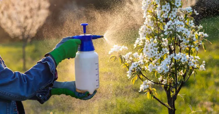Un homme en gants bleus et verts pulvérisant du pesticide sur un arbuste