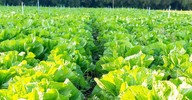 Une grande parcelle remplie de moutarde verte chinoise