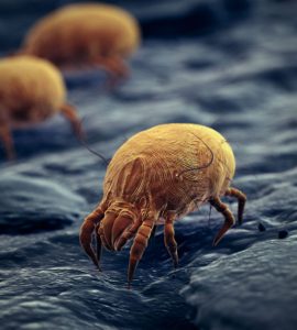 Illustration d'un acarien de maison