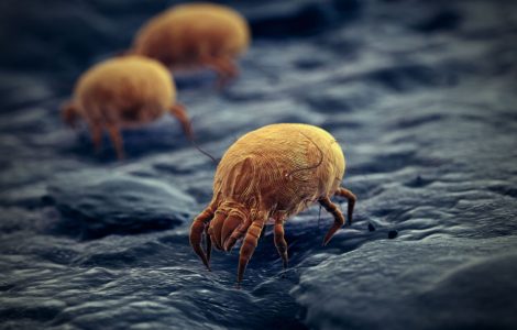 Illustration d'un acarien de maison