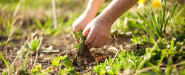 Zoom sur les mains d’un homme arrachant quelques mauvaises herbes de son jardin