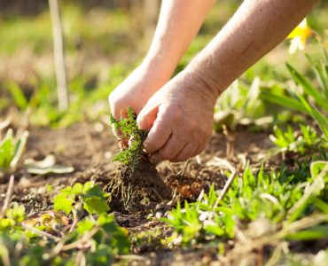 Zoom sur les mains d’un homme arrachant quelques mauvaises herbes de son jardin