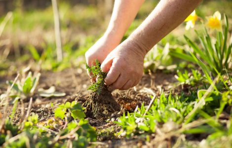 Zoom sur les mains d’un homme arrachant quelques mauvaises herbes de son jardin