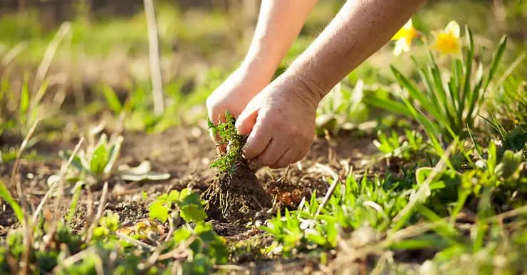 Zoom sur les mains d’un homme arrachant quelques mauvaises herbes de son jardin