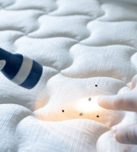 Focus sur les mains d’une personne tenant une lampe de poche et montrant petites tâches noires sur le lit blanc