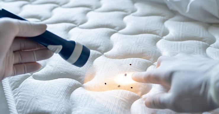 Focus sur les mains d’une personne tenant une lampe de poche et montrant petites tâches noires sur le lit blanc