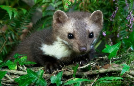 Une fouine dans la forêt