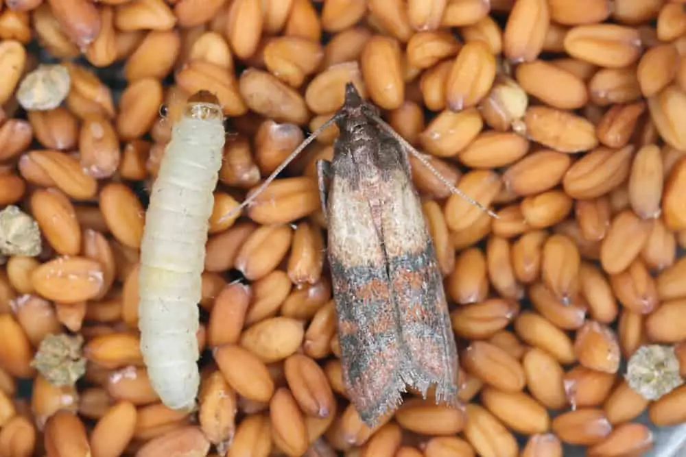 Sur cette image : la mite alimentaire aux stades de larve puis de papillon