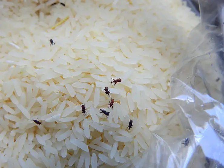 Comment éliminer les mites alimentaires