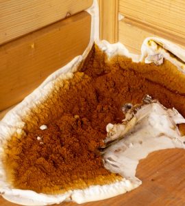 Présence d'un champignon sur les murs et le sol d'une maison