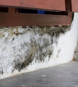 Le bas de mur est moisi par l'humidité