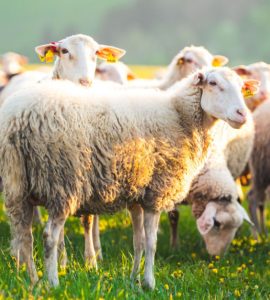 Un troupeau de moutons sur une herbe verte