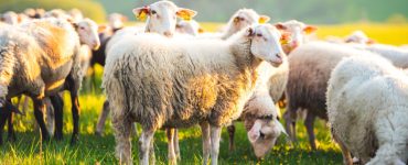 Un troupeau de moutons sur une herbe verte