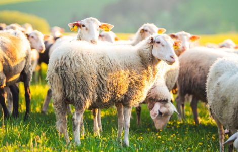 Un troupeau de moutons sur une herbe verte