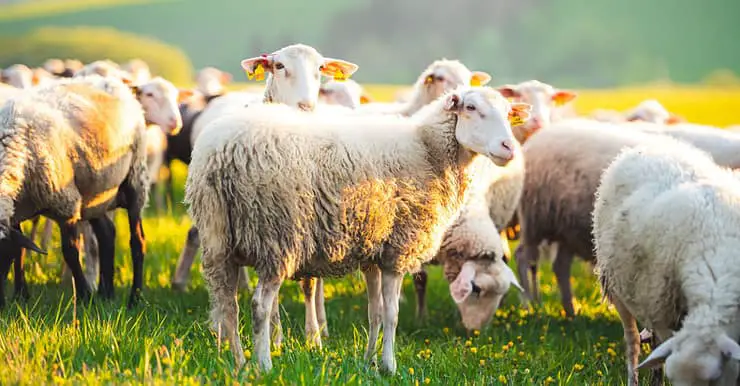 Un troupeau de moutons sur une herbe verte