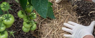 Zoom sur la main d’une femme qui place du paillis naturel autour des tiges de tomate