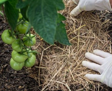 Zoom sur la main d’une femme qui place du paillis naturel autour des tiges de tomate