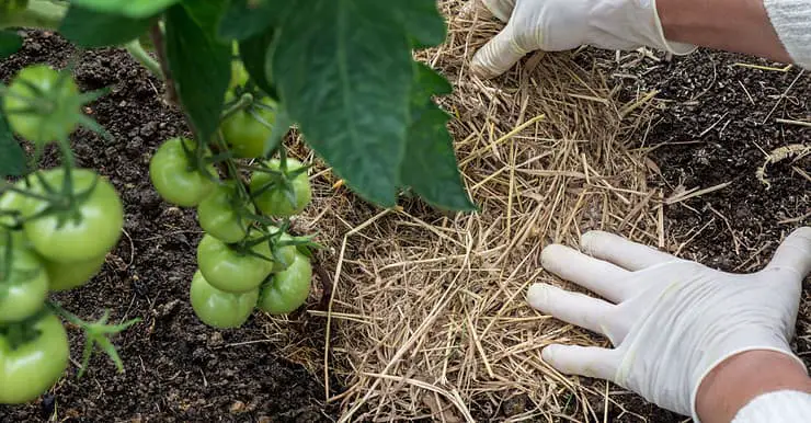 Zoom sur la main d’une femme qui place du paillis naturel autour des tiges de tomate