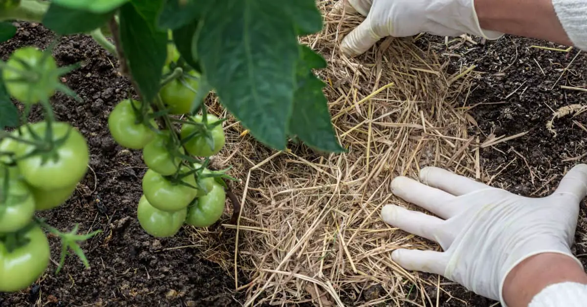 Zoom sur la main d’une femme qui place du paillis naturel autour des tiges de tomate