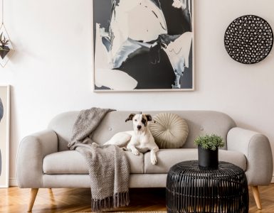 Chien blanc allongé sur un canapé gris au style scandinave