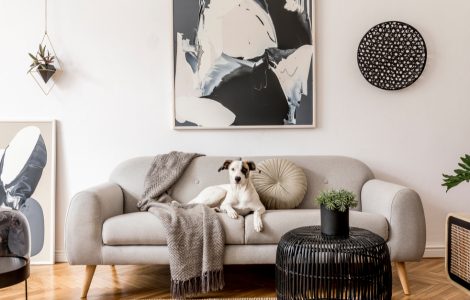 Chien blanc allongé sur un canapé gris au style scandinave