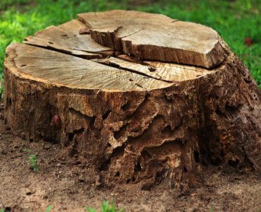 Souche d'arbre dans un jardin