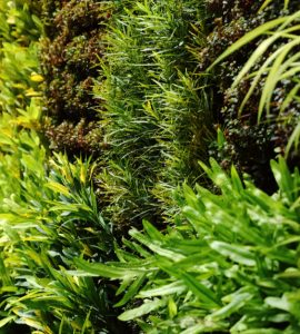 Un mur végétal avec différents types de plantes grimpantes