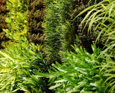 Un mur végétal avec différents types de plantes grimpantes
