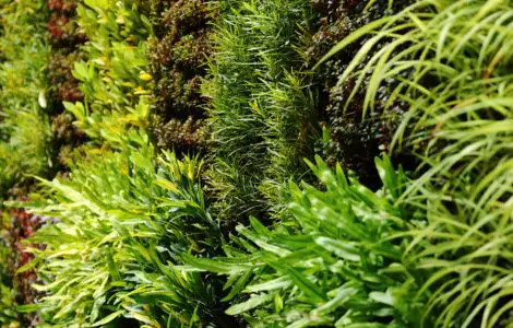 Un mur végétal avec différents types de plantes grimpantes