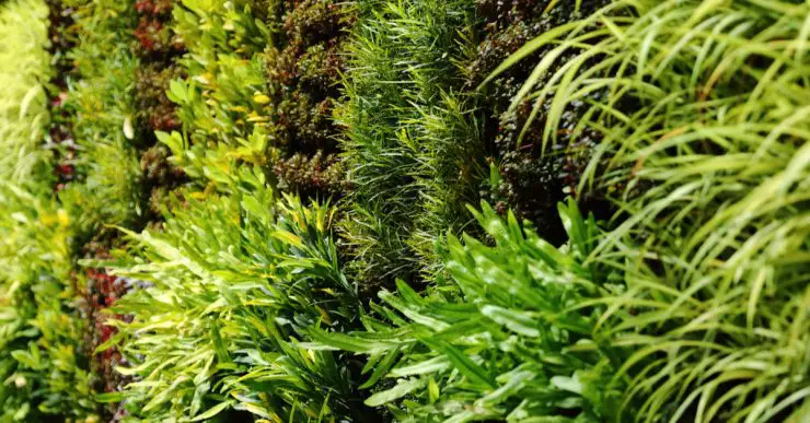 Un mur végétal avec différents types de plantes grimpantes