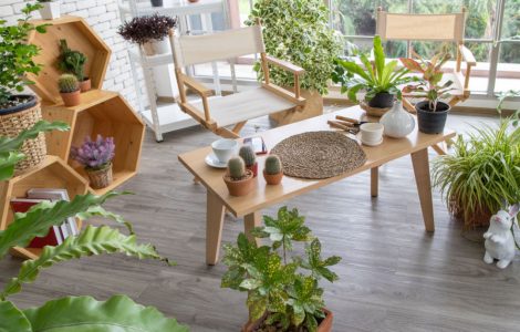 Une pièce décorée avec plusieurs plantes intérieures