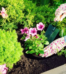 Une femme avec des gants plante des fleurs roses dans un jardin