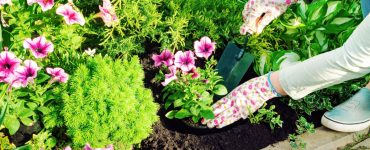 Une femme avec des gants plante des fleurs roses dans un jardin