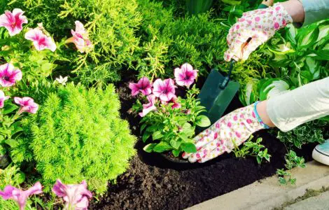Une femme avec des gants plante des fleurs roses dans un jardin