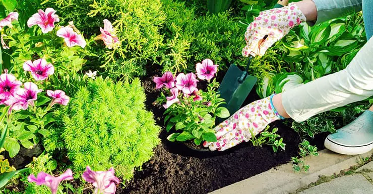 Une femme avec des gants plante des fleurs roses dans un jardin